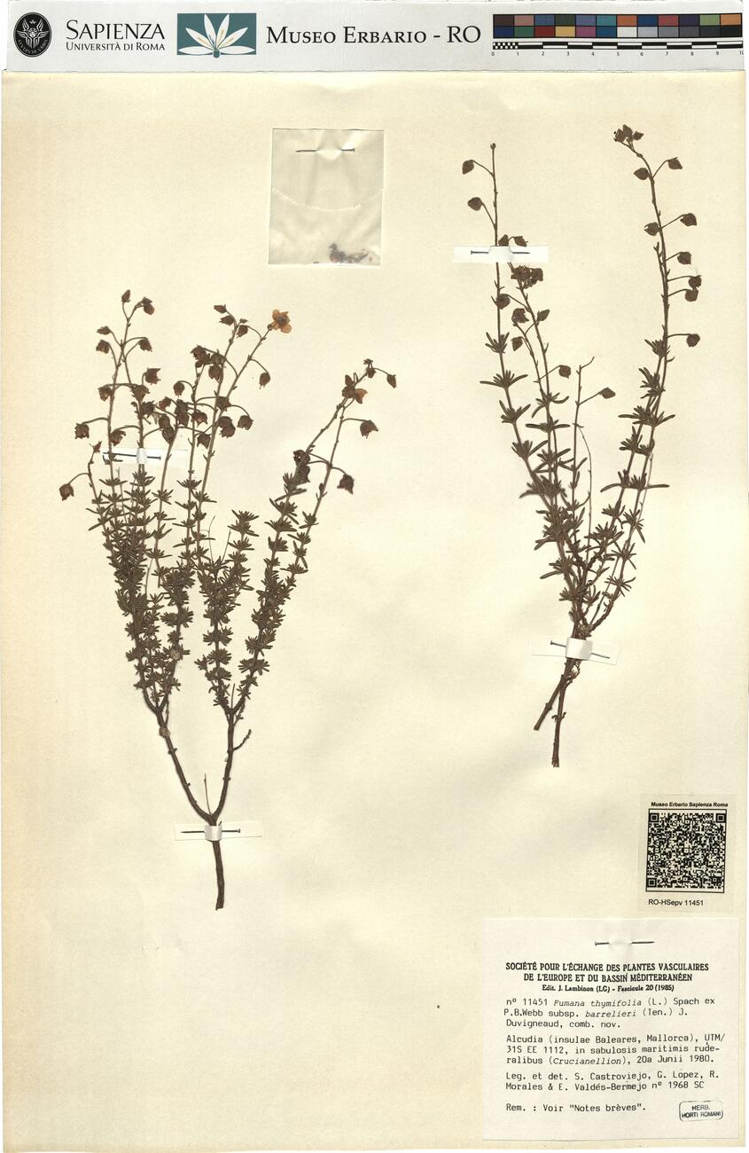 Fumana thymifolia (L.) Spach ex P.B. Webb  subsp. barrelieri (Ten.) J. Duvigneaud, comb. nov. -  RO-HSepv 11451 photo