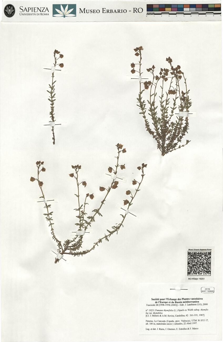 Fumana thymifolia (L.) Spach ex Webb  subsp. thymifolia var. thymifolia -  RO-HSepv 19251 photo