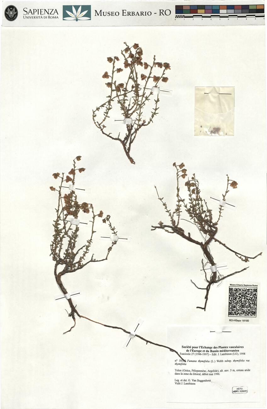 Fumana thymifolia (L.) Webb  subsp. thymifolia var. thymifolia -  RO-HSepv 18180 photo