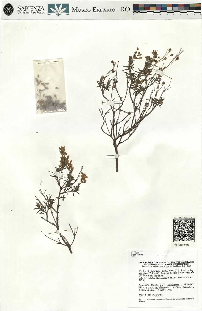 Halimium umbellatum (L.) Spach subsp. viscosum (Willk.) O. Bolòs & J. Vigo -  RO-HSepv 17212 photo