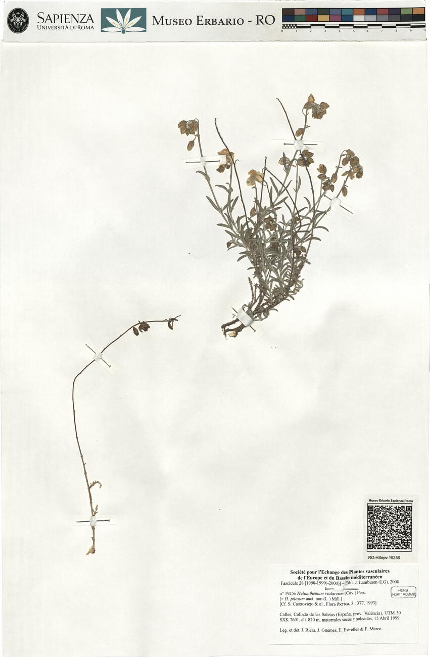 Helianthemum violaceum (Cav.) Pers. -  RO-HSepv 19256 photo