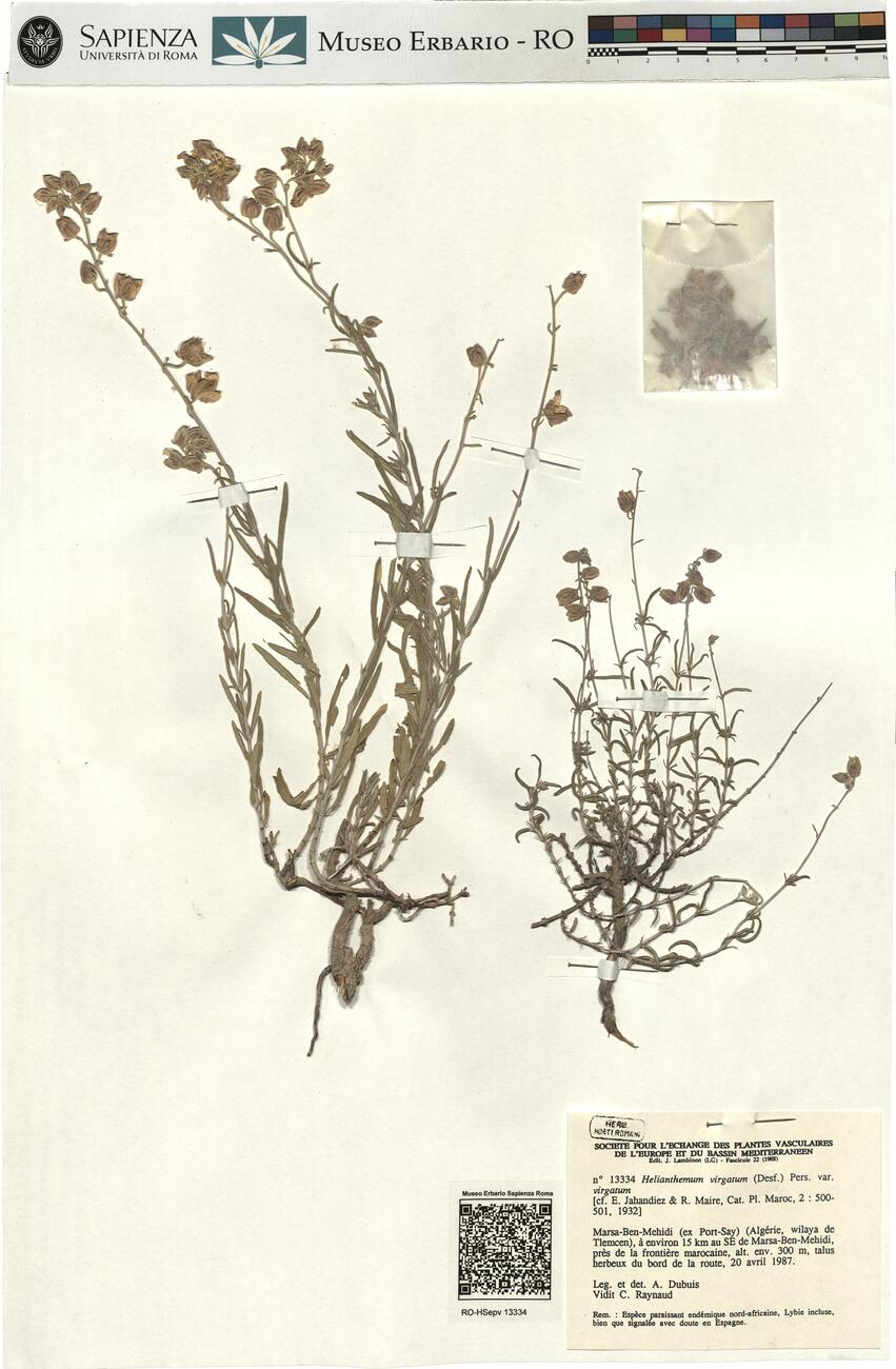 Helianthemum virgatum (Desf.) Pers. var. virgatum -  RO-HSepv 13334 photo