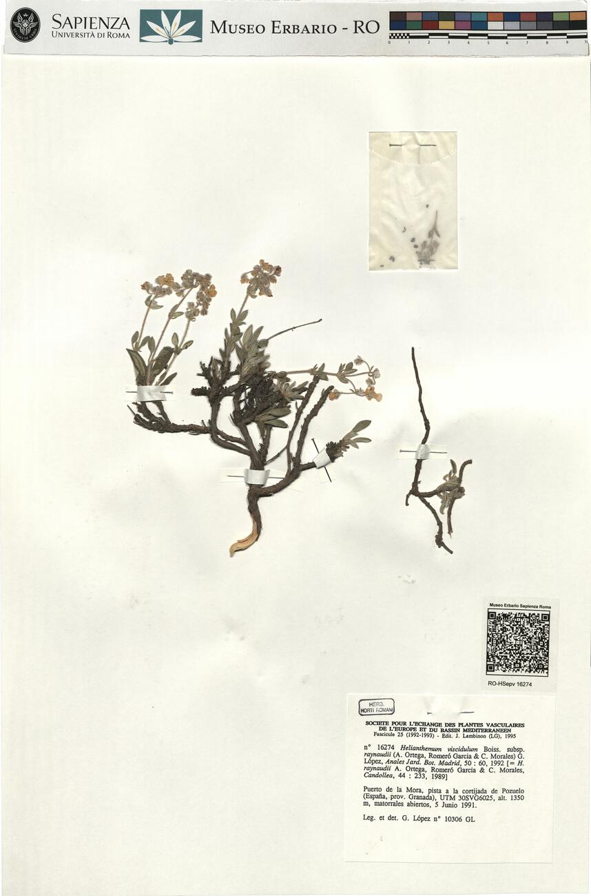 Helianthemum viscidulum Boiss. subsp. raynaudii (A. Ortega, Romeró Garcia & C. Morales) G. López ^ -  RO-HSepv 16274 photo