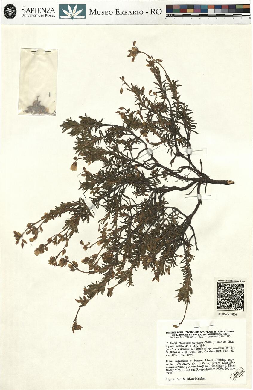 Halimium viscosum (Willk.) Pinto da Silva ^ -  RO-HSepv 15306 photo