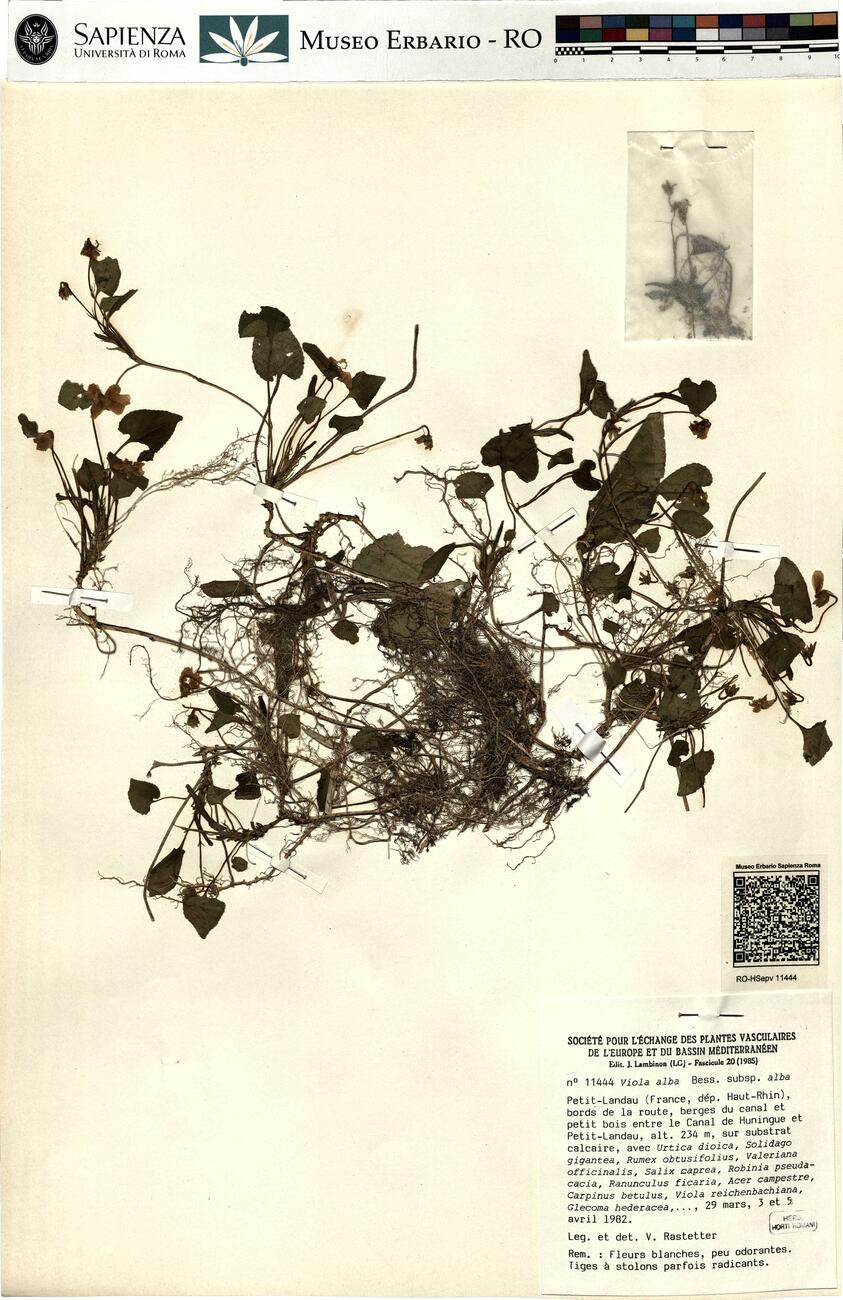 Viola alba Bess. subsp. alba -  RO-HSepv 11444 photo