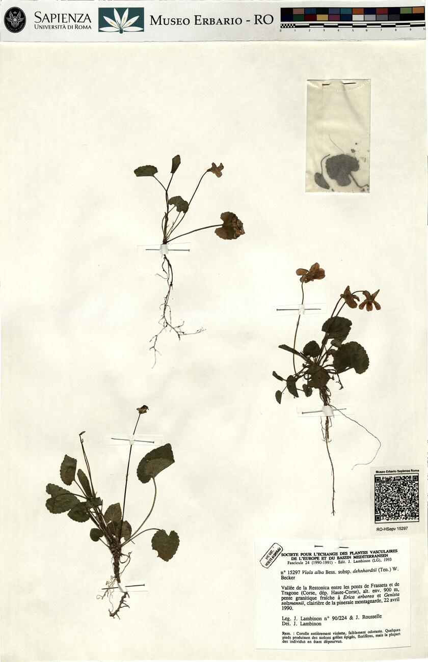 Viola alba Bess. subsp. dehnhardtii (Ten.) W. Becker -  RO-HSepv 15297 photo