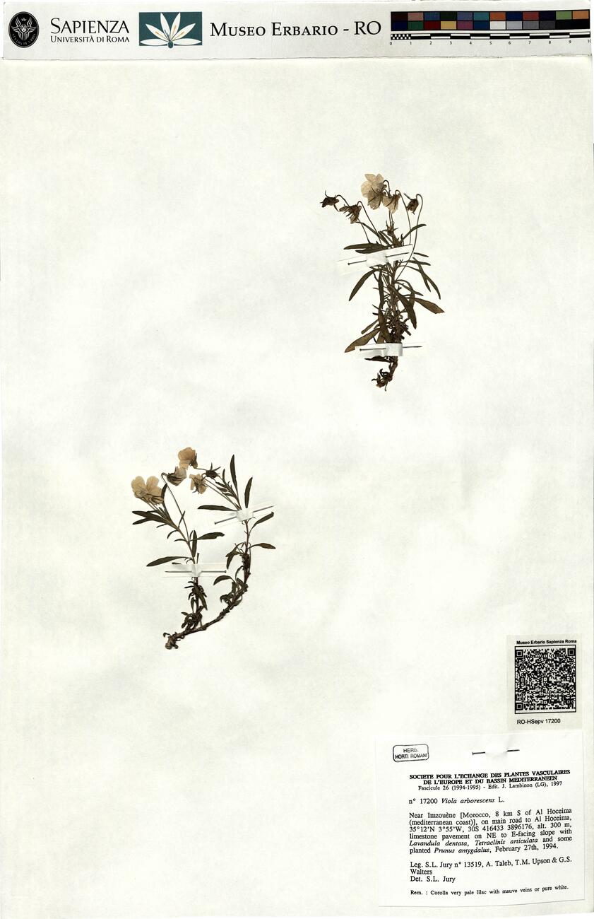 Viola arborescens L.  -  RO-HSepv 17200 photo