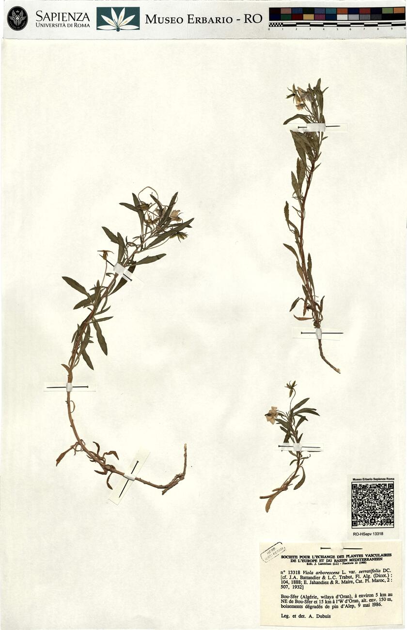 Viola arborescens L. var. serratifolia DC.  -  RO-HSepv 13318 photo