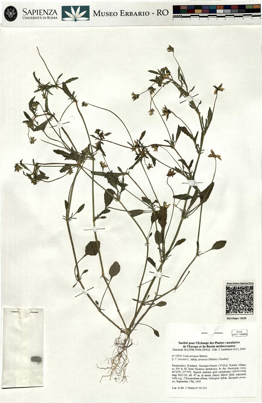 Viola arvensis Murray -  RO-HSepv 19236 photo