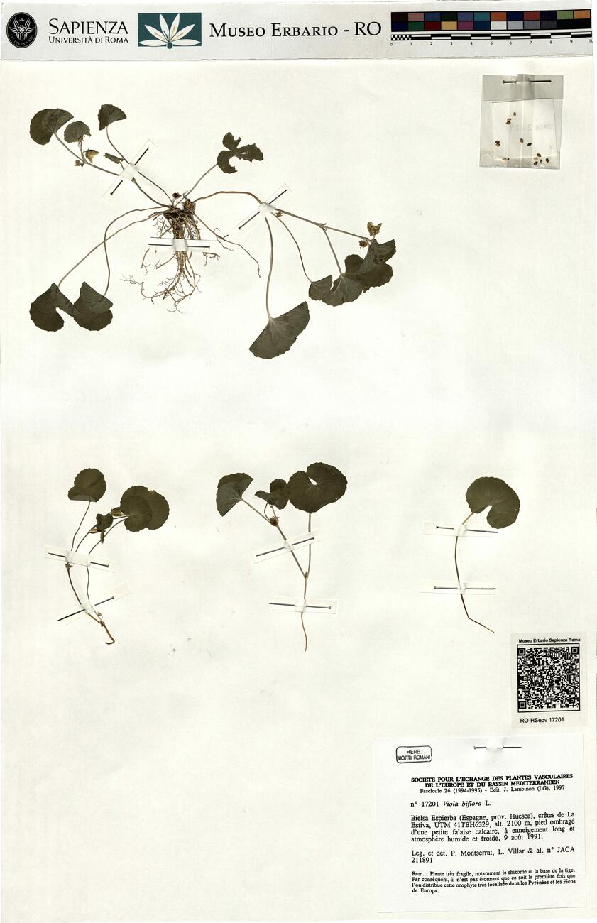 Viola biflora L. -  RO-HSepv 17201 photo