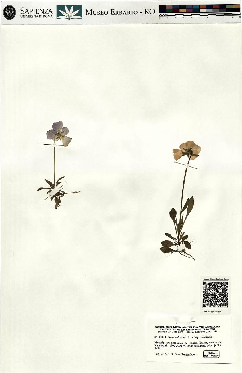 Viola calcarata L. subsp. calcarata -  RO-HSepv 14274 photo