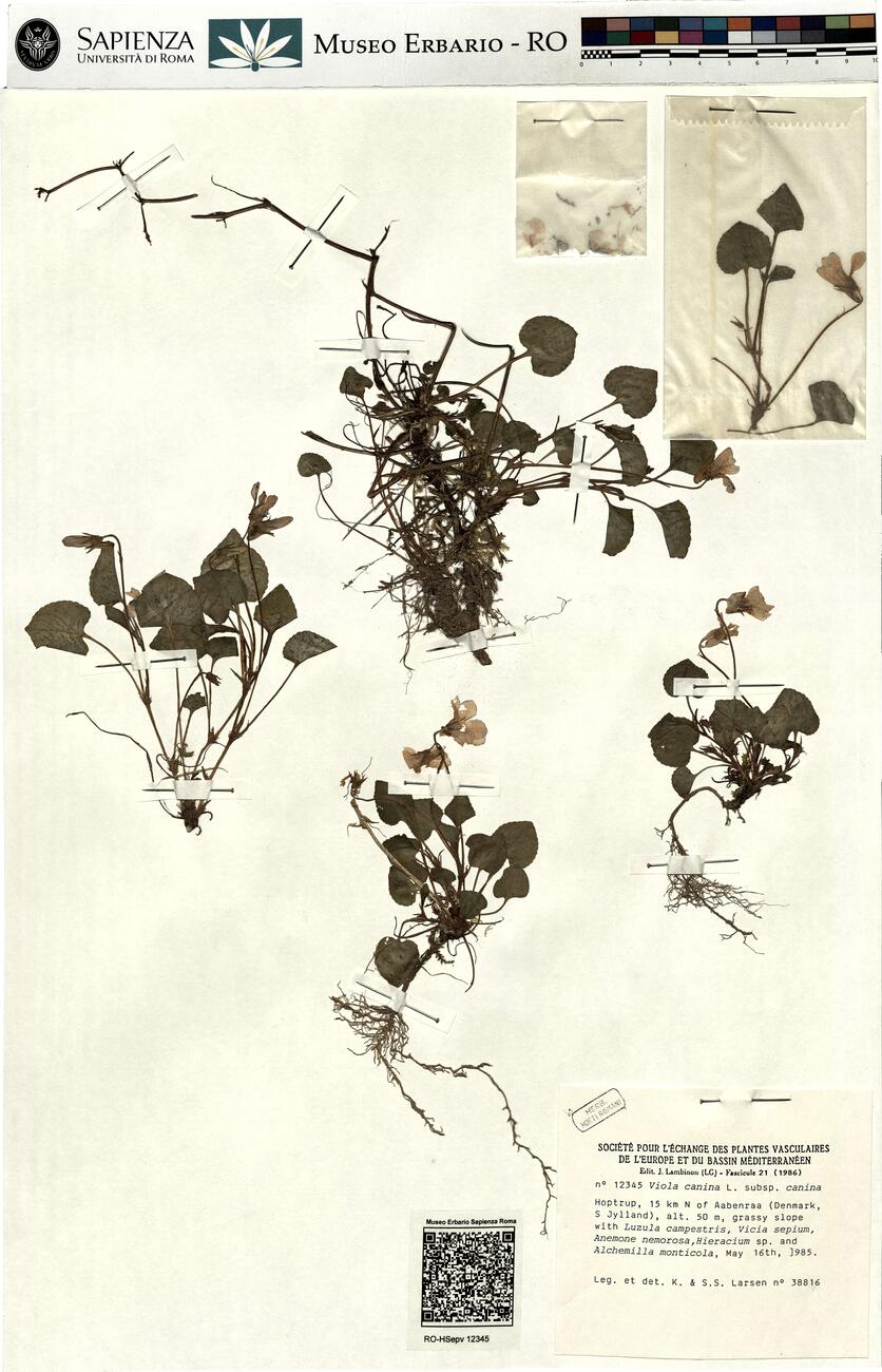 Viola canina L. subsp. canina -  RO-HSepv 12345 photo