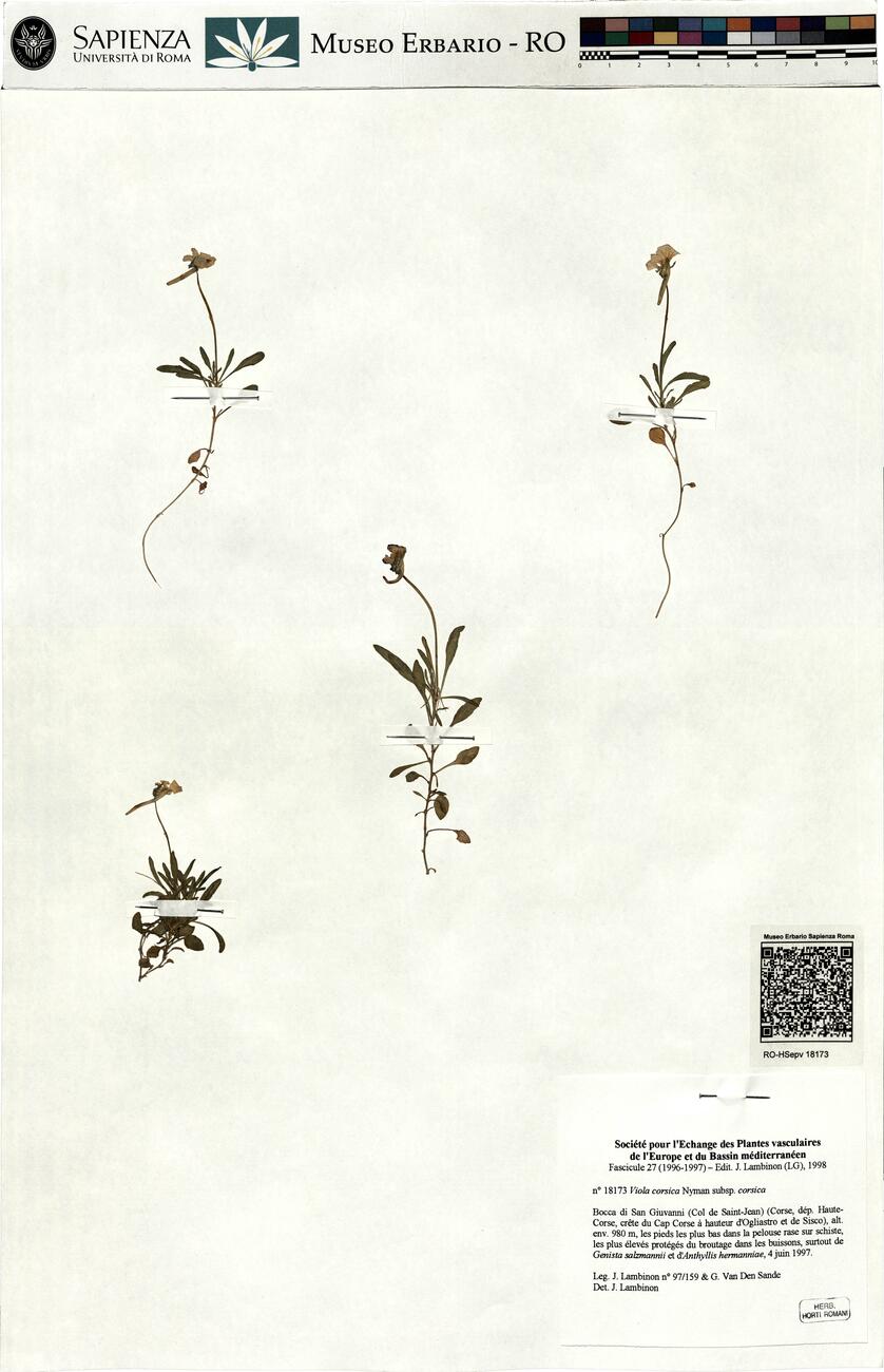 Viola corsica Nyman subsp. corsica -  RO-HSepv 18173 photo