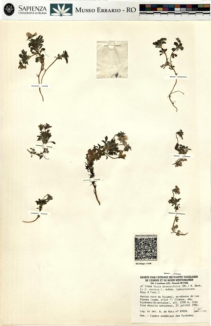 Viola diversifolia (DC.) W. Beck -  RO-HSepv 11446 photo