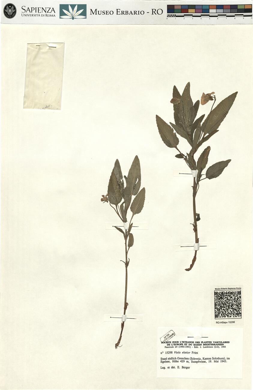 Viola elatior Fries -  RO-HSepv 15298 photo