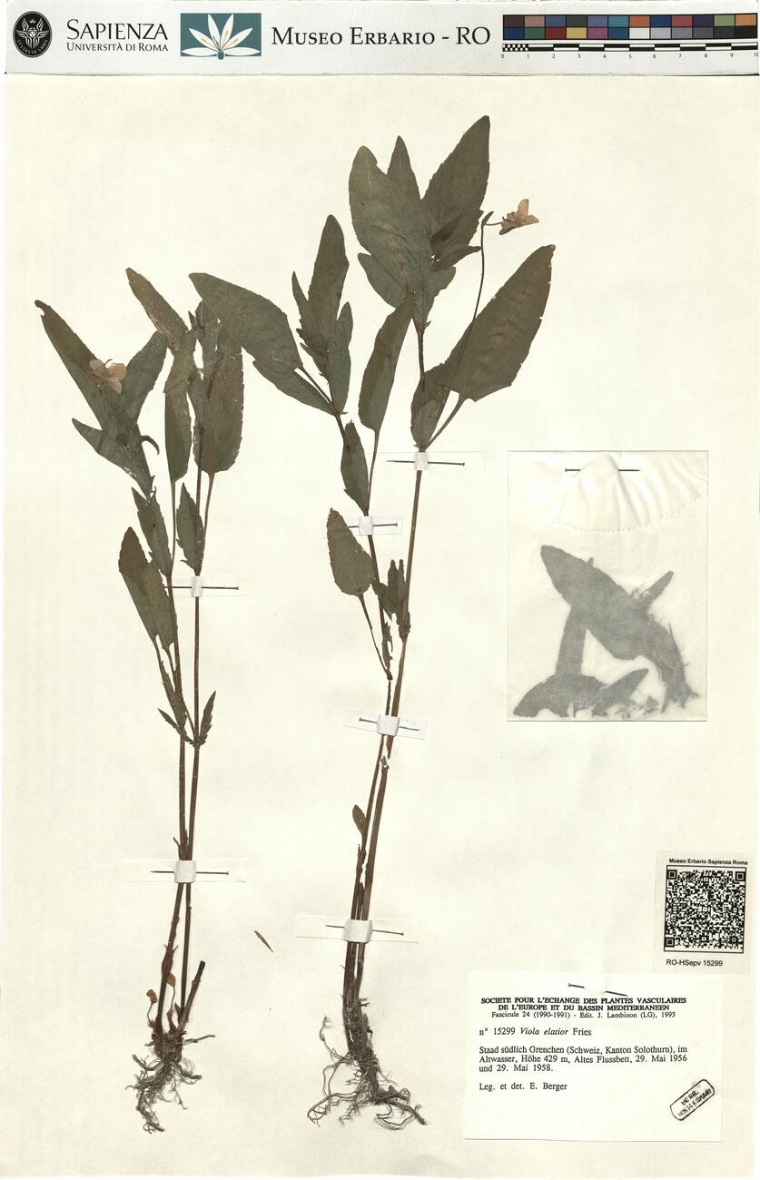 Viola elatior Fries -  RO-HSepv 15299 photo