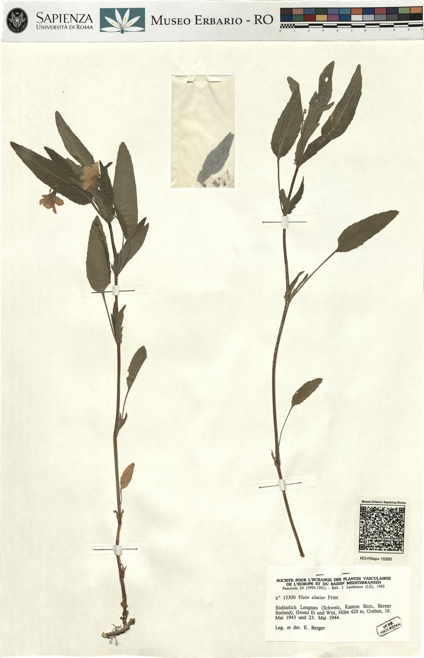 Viola elatior Fries -  RO-HSepv 15300 photo