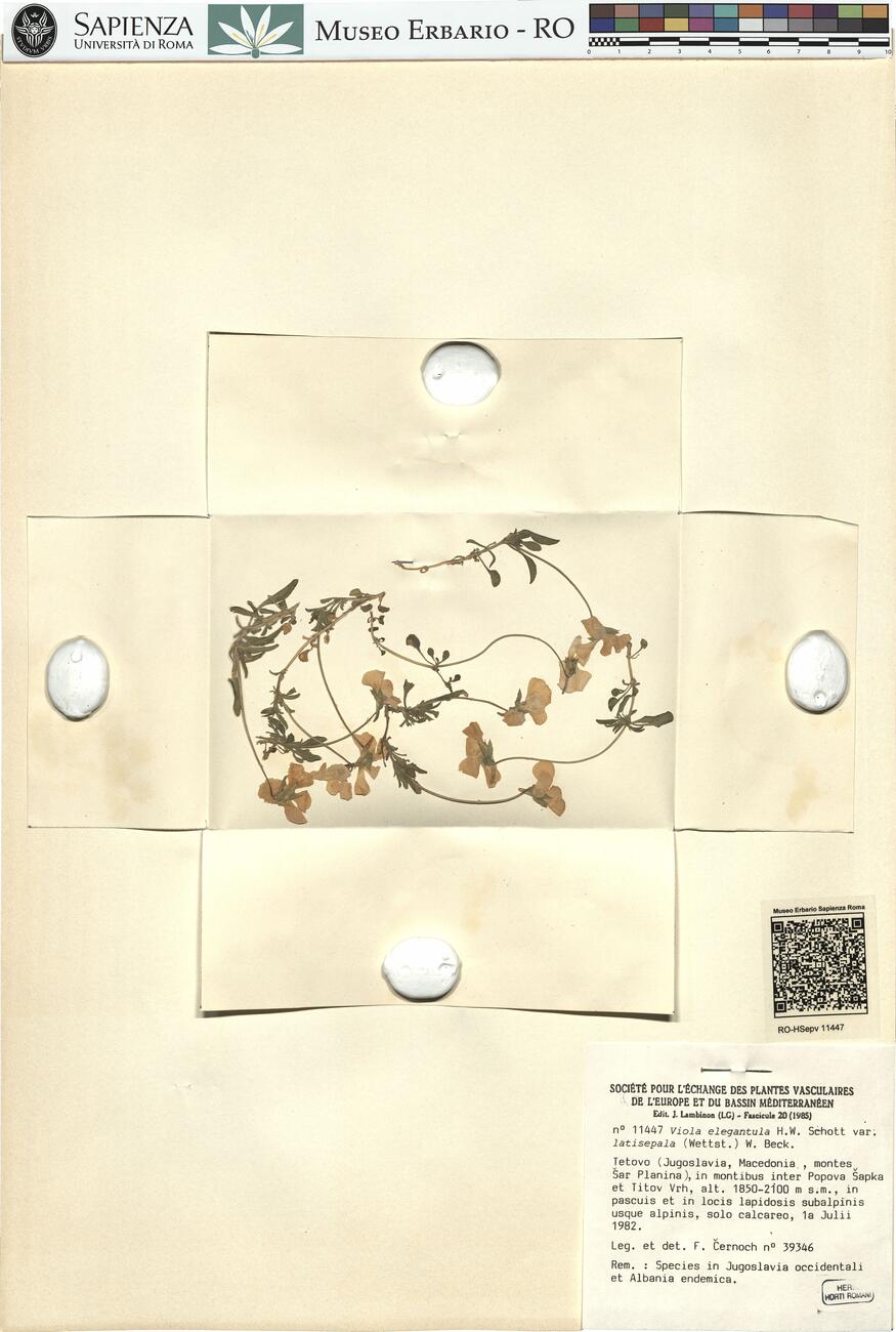 Viola elegantula H.W. Schott. var. latisepala (Wettst.) W. Beck.  -  RO-HSepv 11447 photo