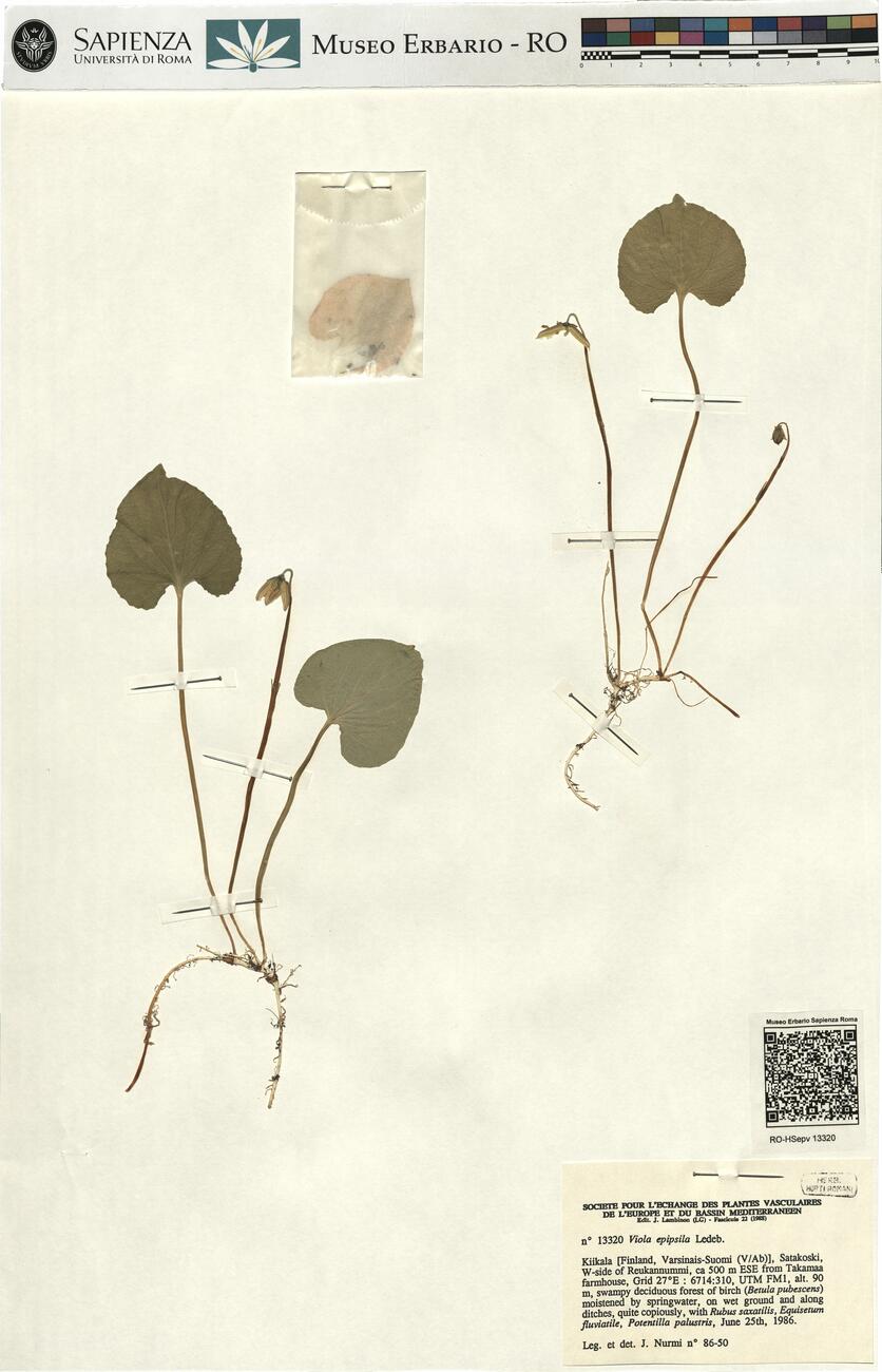 Viola epipsila Ledeb. -  RO-HSepv 13320 photo