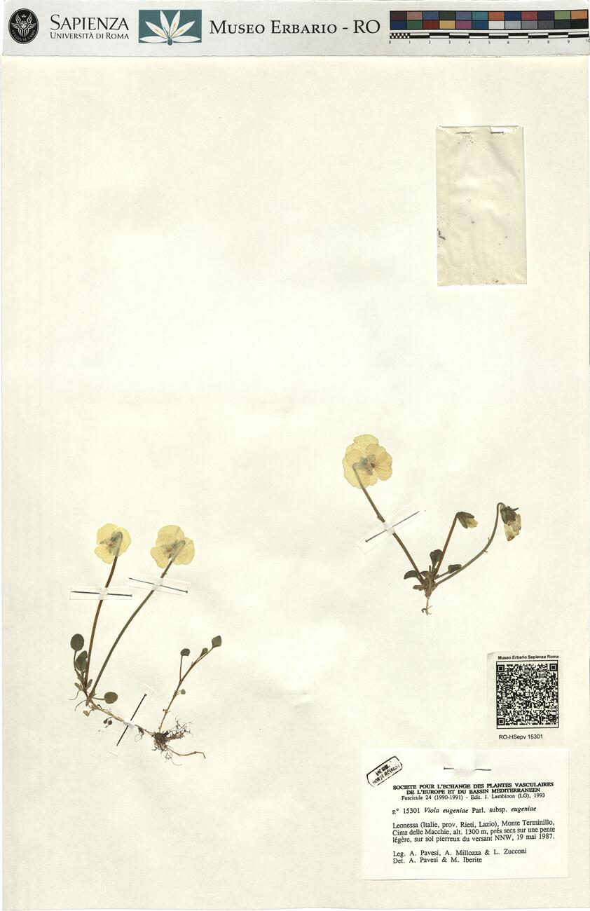 Viola eugeniae Parl. subsp. eugeniae -  RO-HSepv 15301 photo