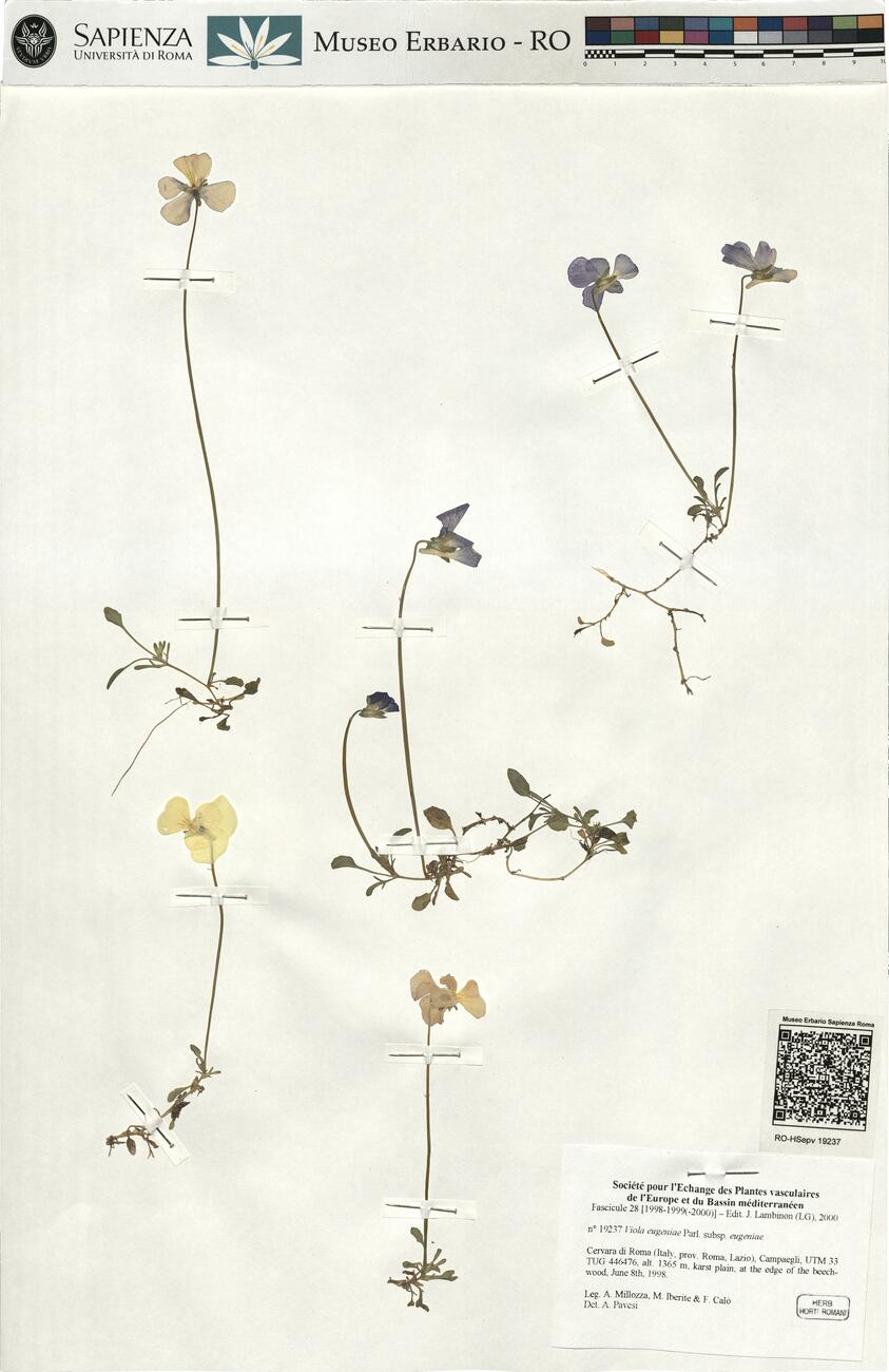 Viola eugeniae Parl. subsp. eugeniae -  RO-HSepv 19237 photo