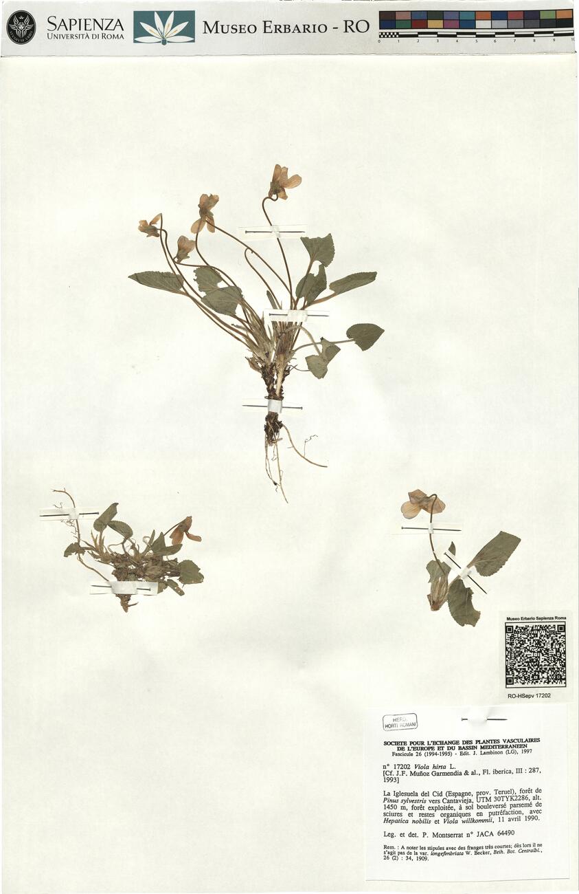 Viola hirta L.  -  RO-HSepv 17202 photo