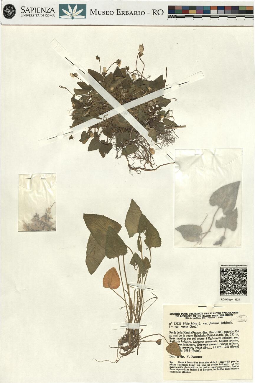 Viola hirta L. var. fraterna Reichenb. -  RO-HSepv 13321 photo