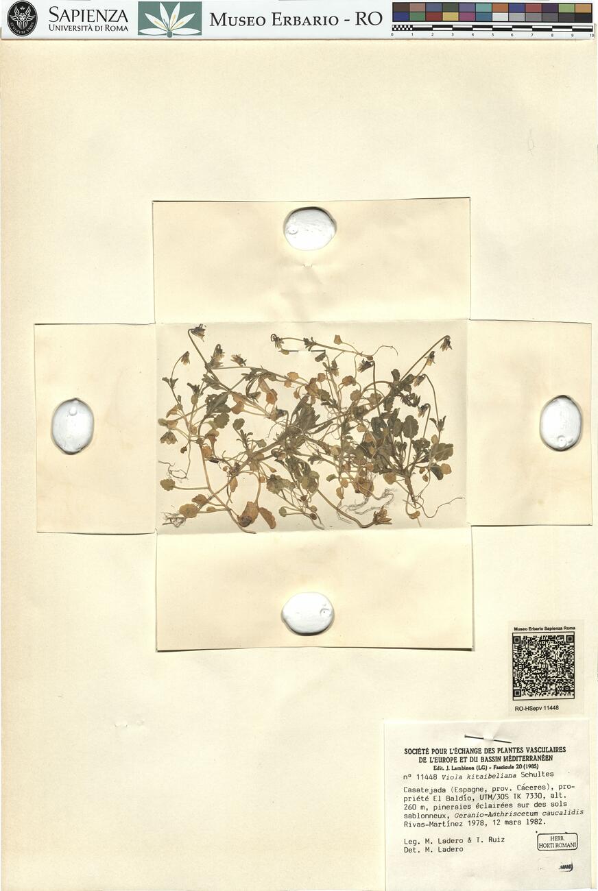 Viola kitaibeliana Schultes  -  RO-HSepv 11448 photo