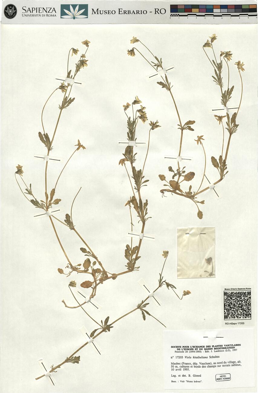 Viola kitaibeliana Schultes  -  RO-HSepv 17203 photo