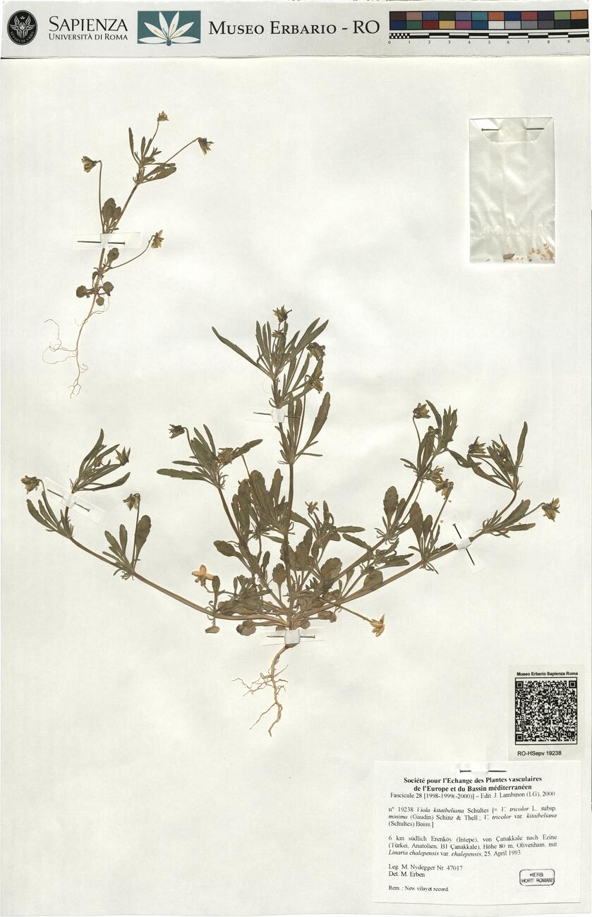 Viola kitaibeliana Schultes  -  RO-HSepv 19238 photo