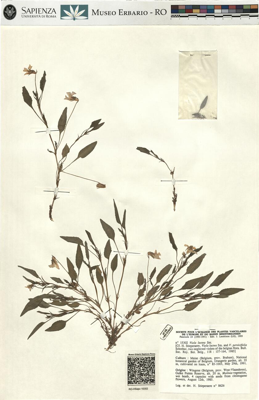 Viola lactea Sm. -  RO-HSepv 15302 photo