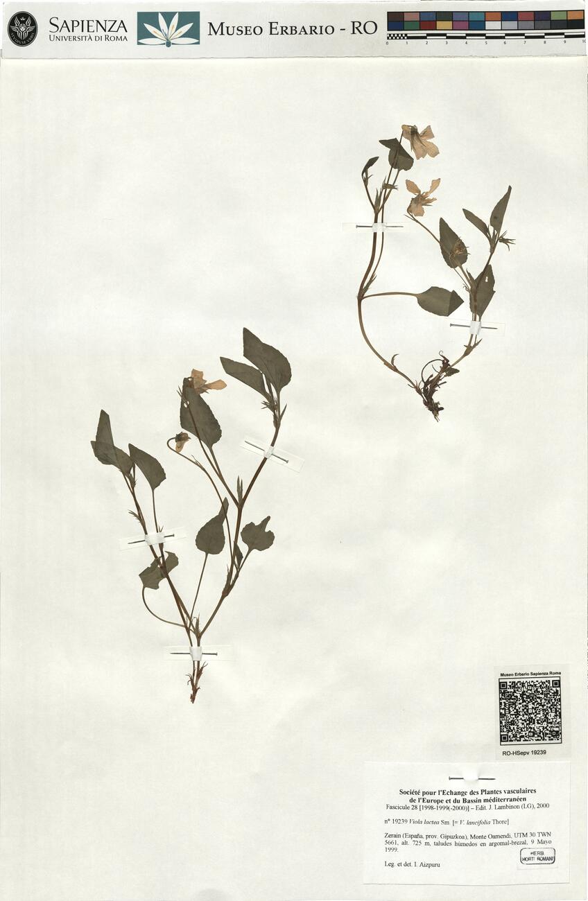 Viola lactea Sm.  -  RO-HSepv 19239 photo