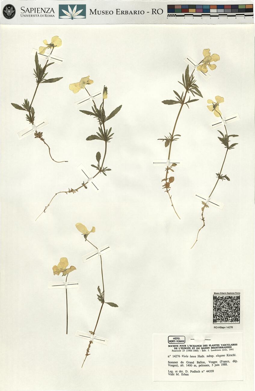 Viola lutea Huds. subsp. elegans Kirschl. -  RO-HSepv 14276 photo