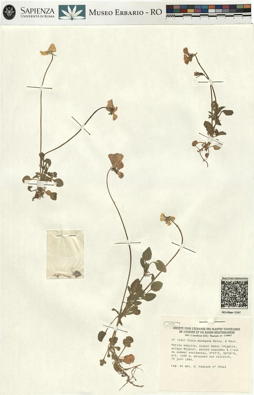 Viola munbyana Boiss. & Reut. -  RO-HSepv 12347 photo