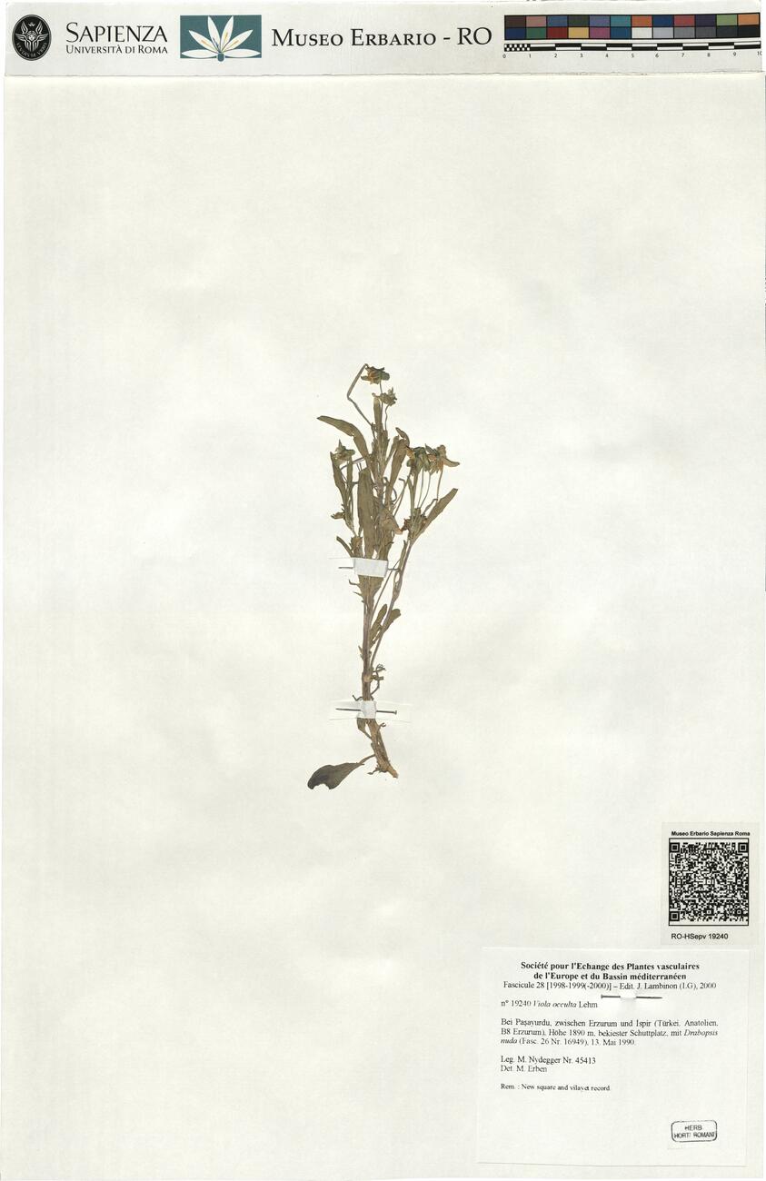 Viola occulta Lehm. -  RO-HSepv 19240 photo