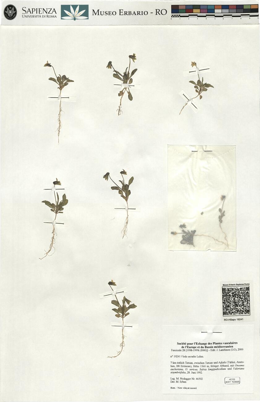Viola occulta Lehm. -  RO-HSepv 19241 photo
