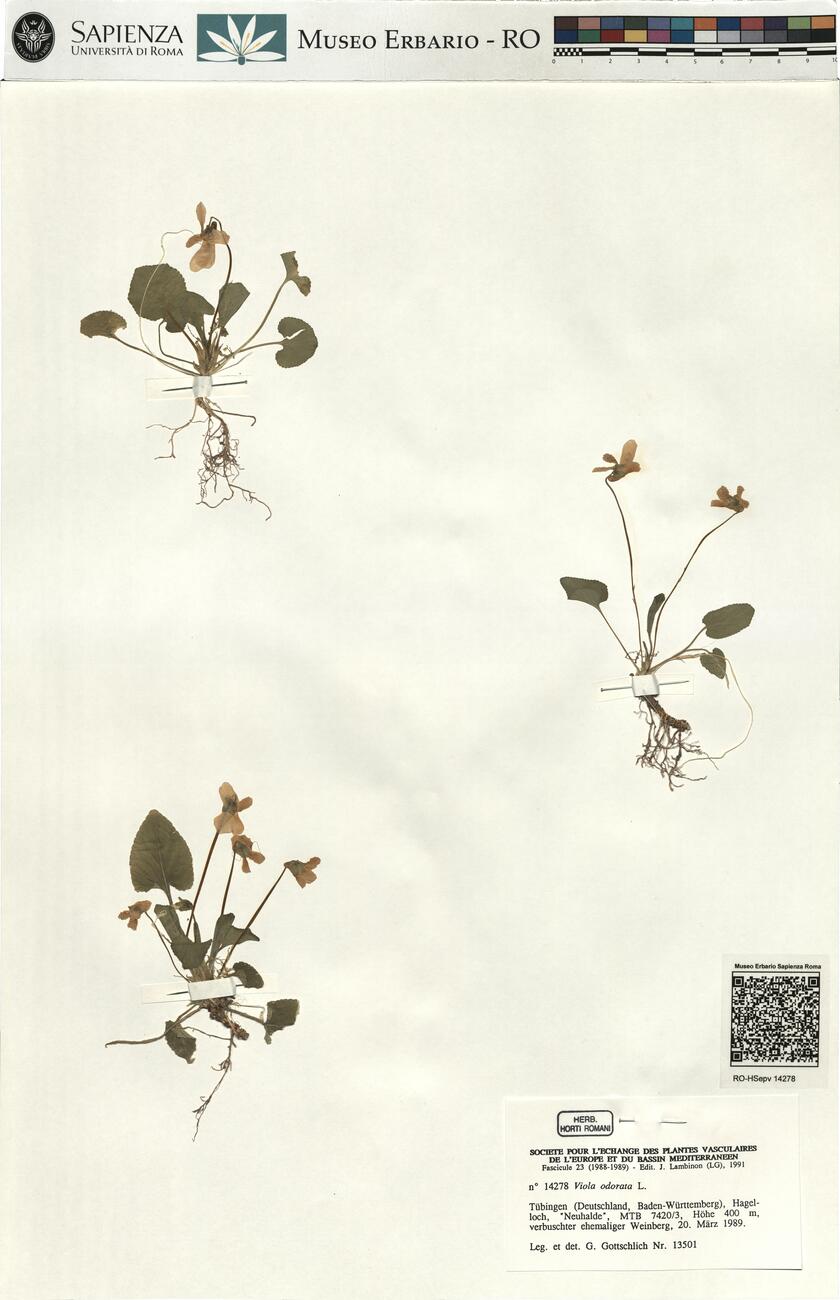 Viola odorata L. -  RO-HSepv 14278 photo