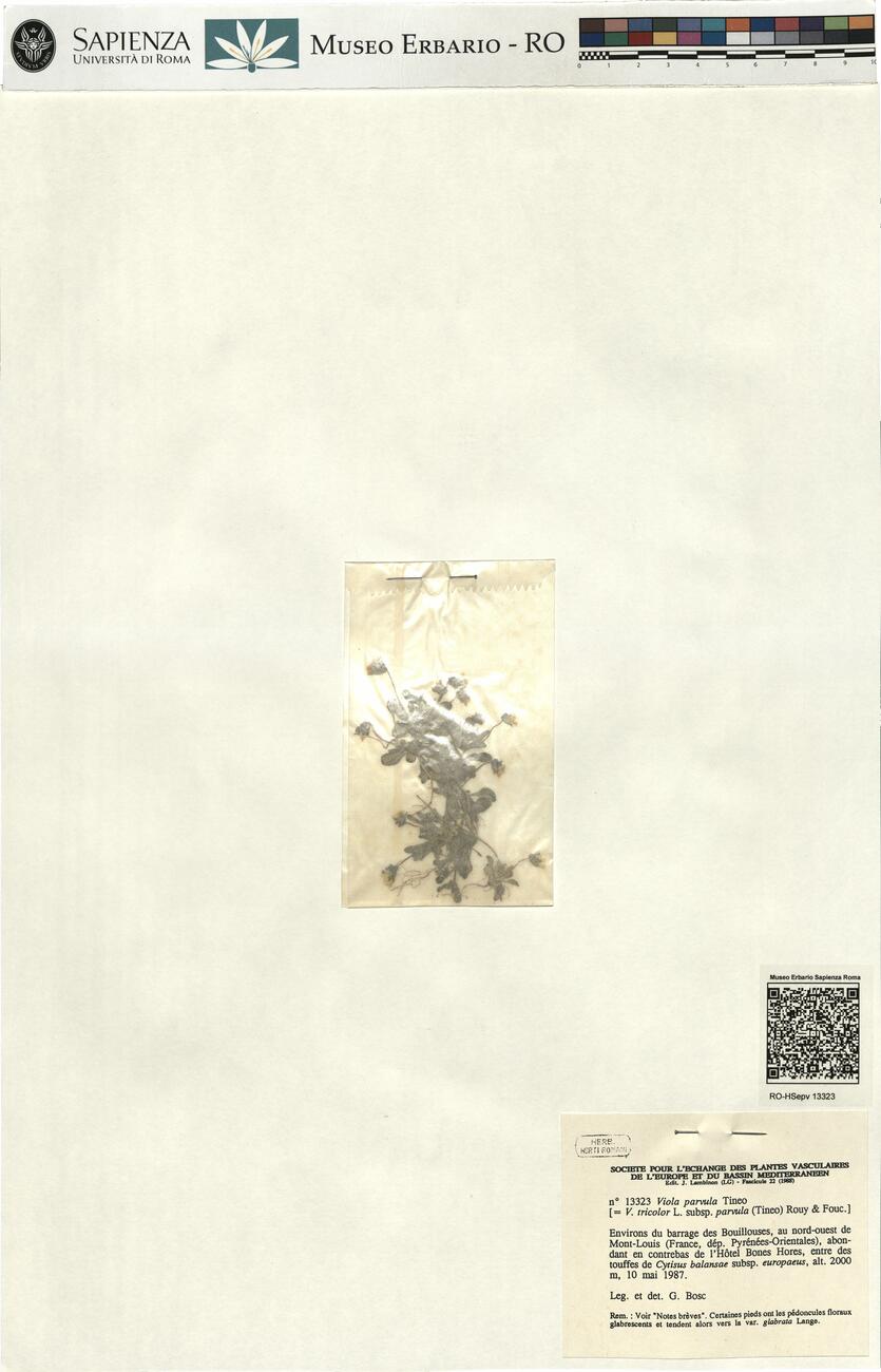 Viola parvula Tineo -  RO-HSepv 13323 photo