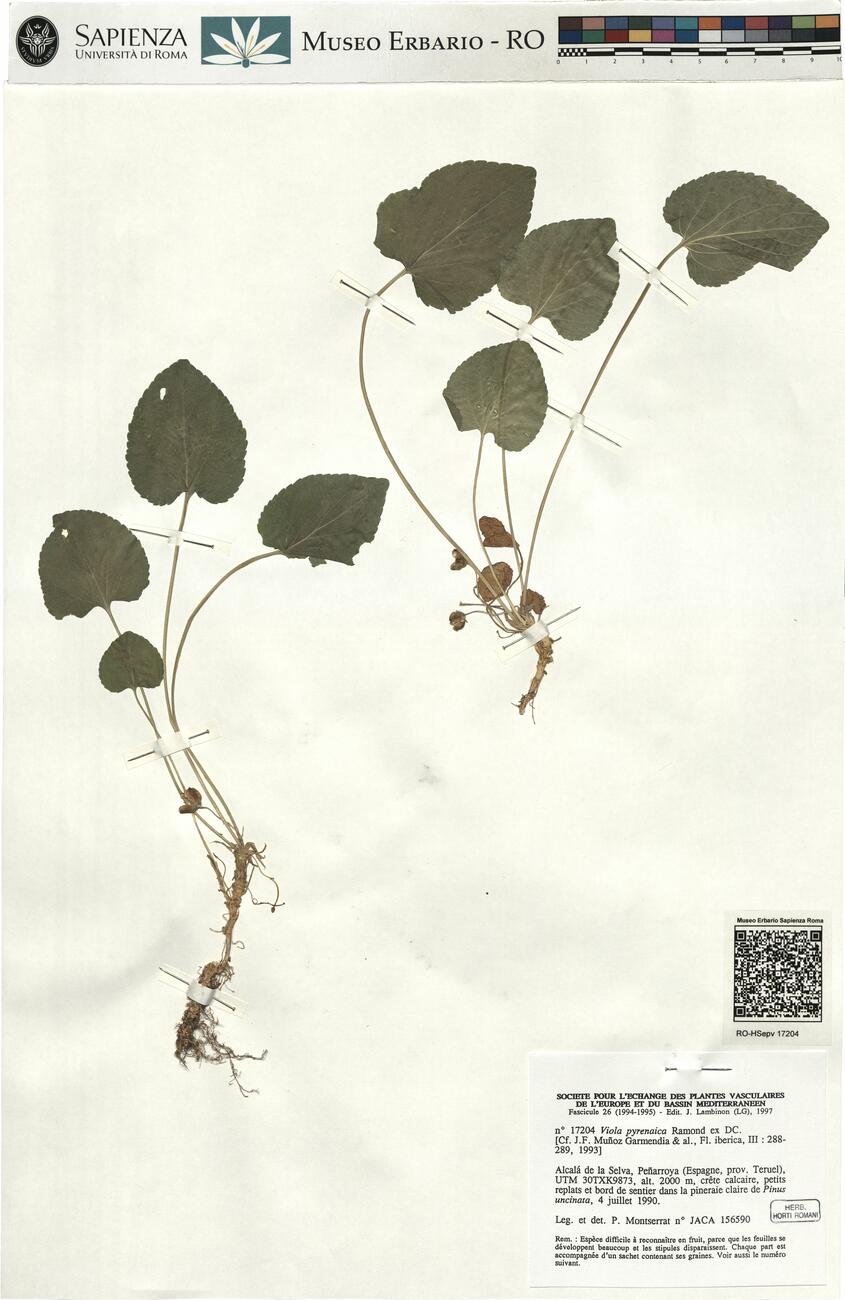 Viola pyrenaica Ramond ex DC.  -  RO-HSepv 17204 photo