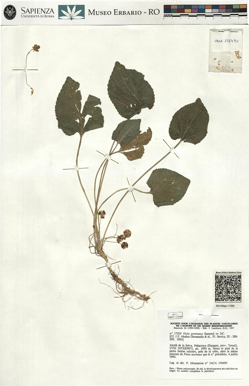 Viola pyrenaica Ramond ex DC.  -  RO-HSepv 17205 photo