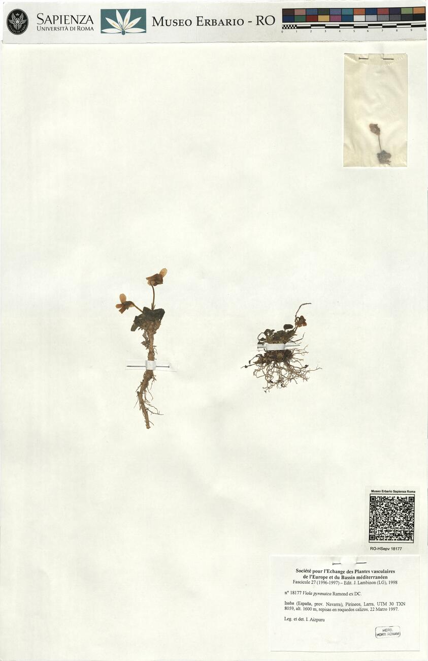 Viola pyrenaica Ramond ex. DC. -  RO-HSepv 18177 photo