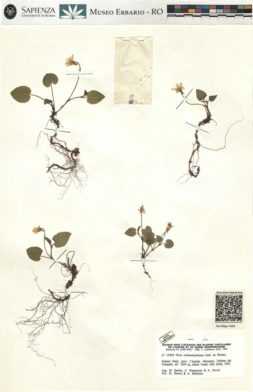 Viola reichenbachiana Jord. ex Boreau -  RO-HSepv 15304 photo