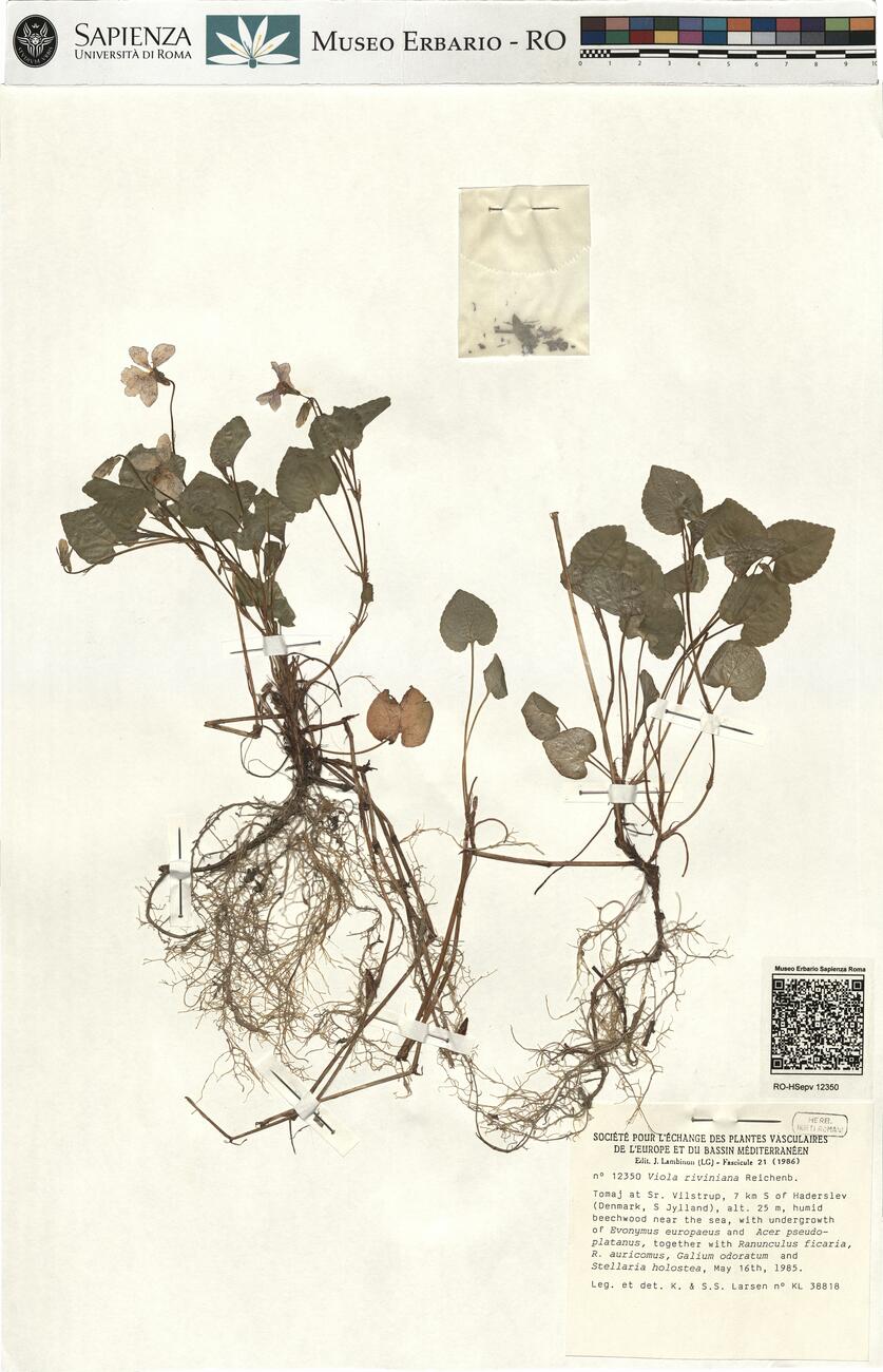 Viola riviniana Reichenb. -  RO-HSepv 12350 photo