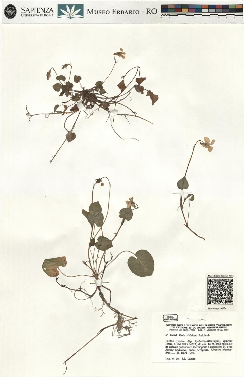 Viola riviniana Reichenb. -  RO-HSepv 16264 photo