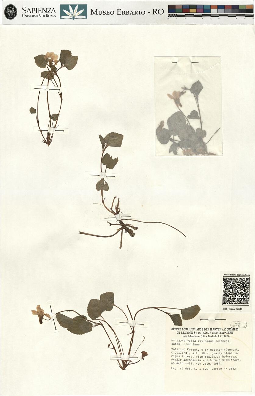 Viola riviniana Reichenb. subsp. riviniana -  RO-HSepv 12349 photo