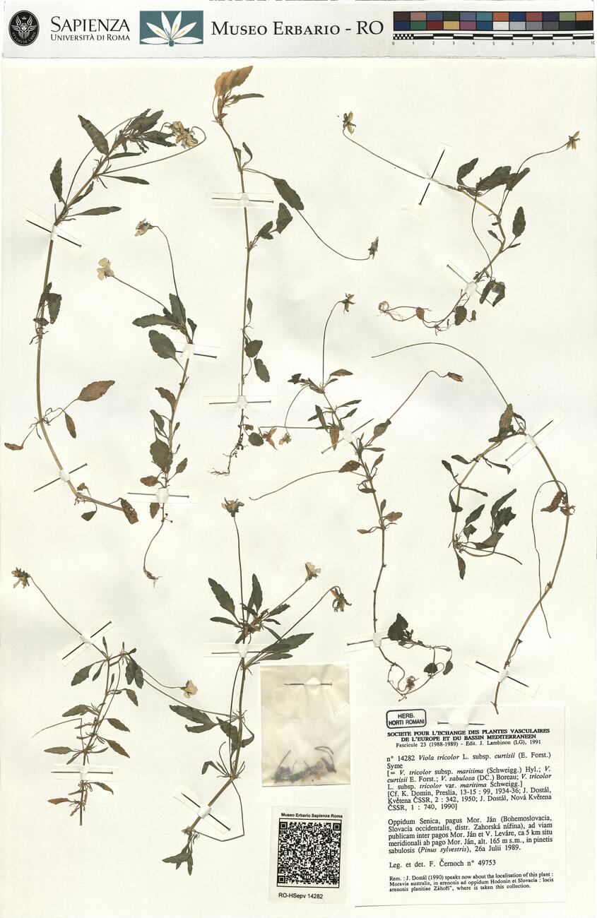 Viola tricolor L. subsp. curtisii (E. Forst.) Syme -  RO-HSepv 14282 photo