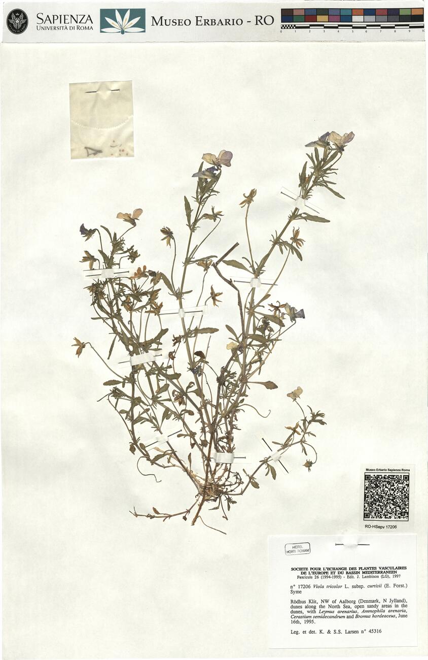 Viola tricolor L. subsp. curtisii (E. Forst.) Syme -  RO-HSepv 17206 photo