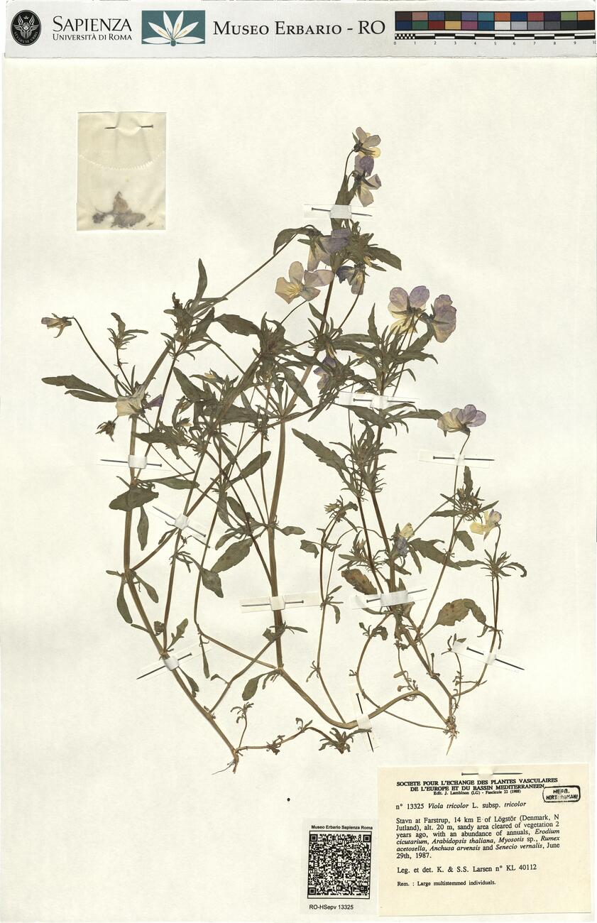 Viola tricolor L. subsp. tricolr -  RO-HSepv 13325 photo