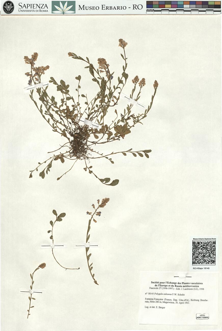 Polygala calcarea F.W. Schultz -  RO-HSepv 18145 photo