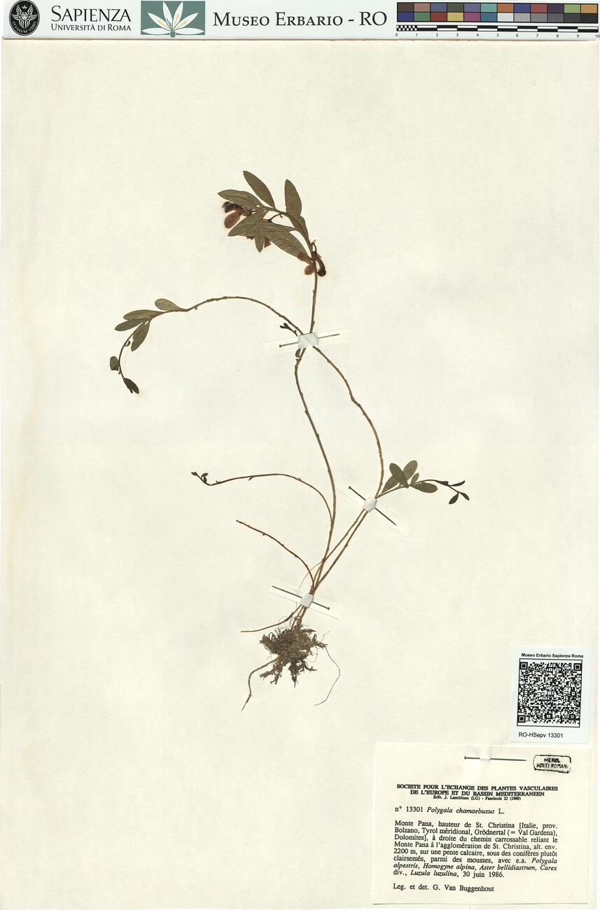Polygala chamaebuxus L. -  RO-HSepv 13301 photo